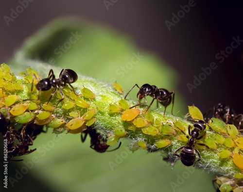 Macro insects are ants and aphids