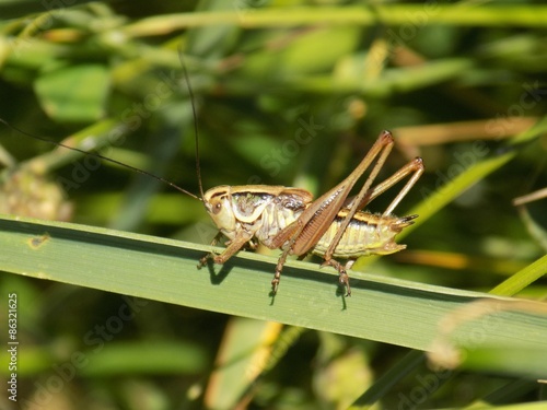 Grasshopper on grass blade © majo1122331