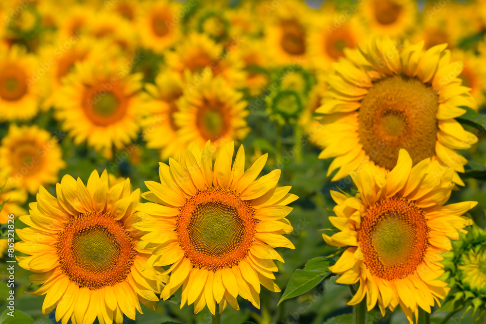 closeup sunflowers