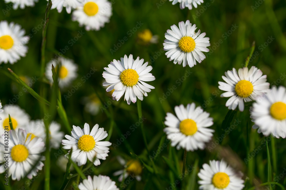 Summer wildflowers during the day Summer wildflowers during the day