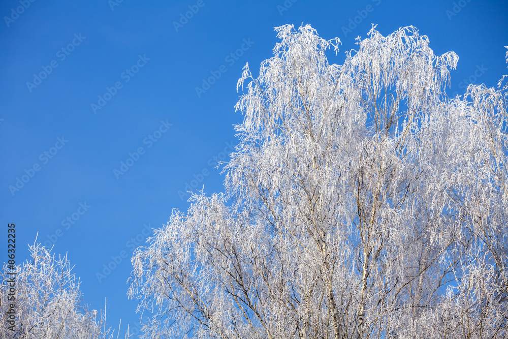 Frost on birch tree at winter