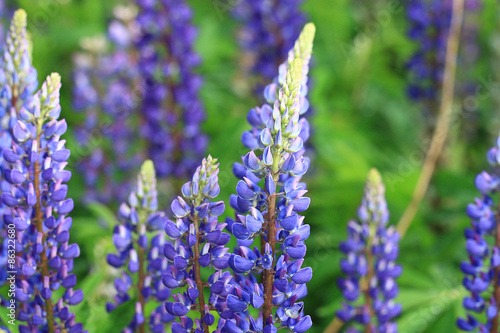 wild flowers in the field