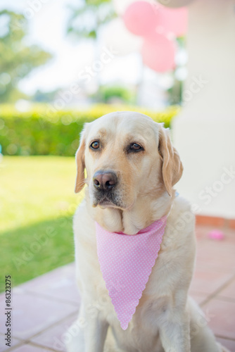 Beige Labrador Decorated With Pink Scarf