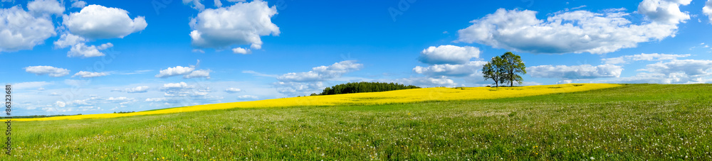 Beautiful summer landscape