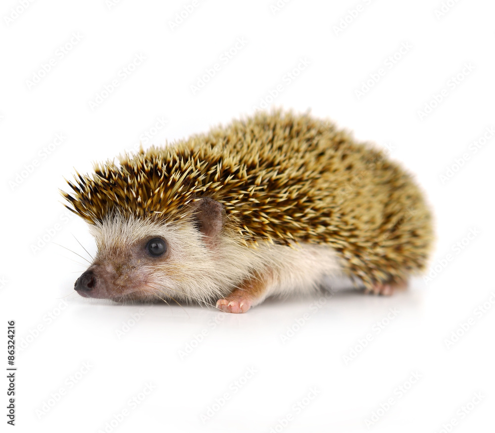 Hedgehog isolate on white background Hedgehog isolate on white background