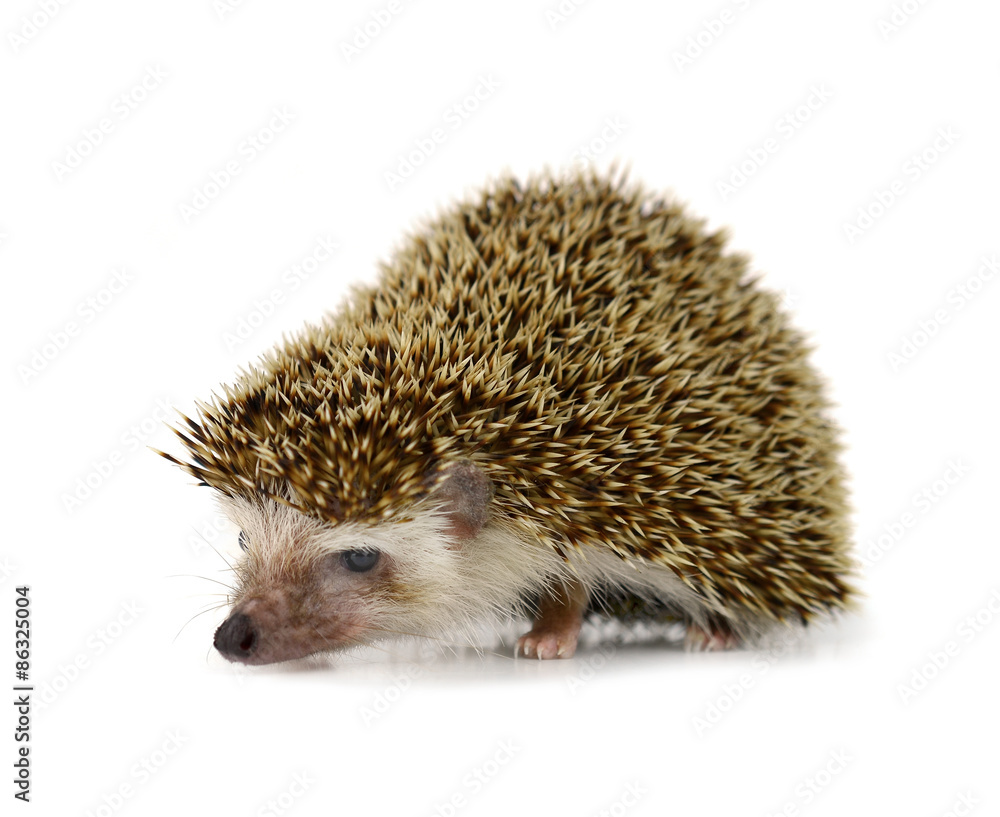 Hedgehog isolate on white background Hedgehog isolate on white background