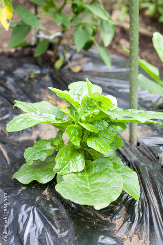 Harvesting Malabar spinach