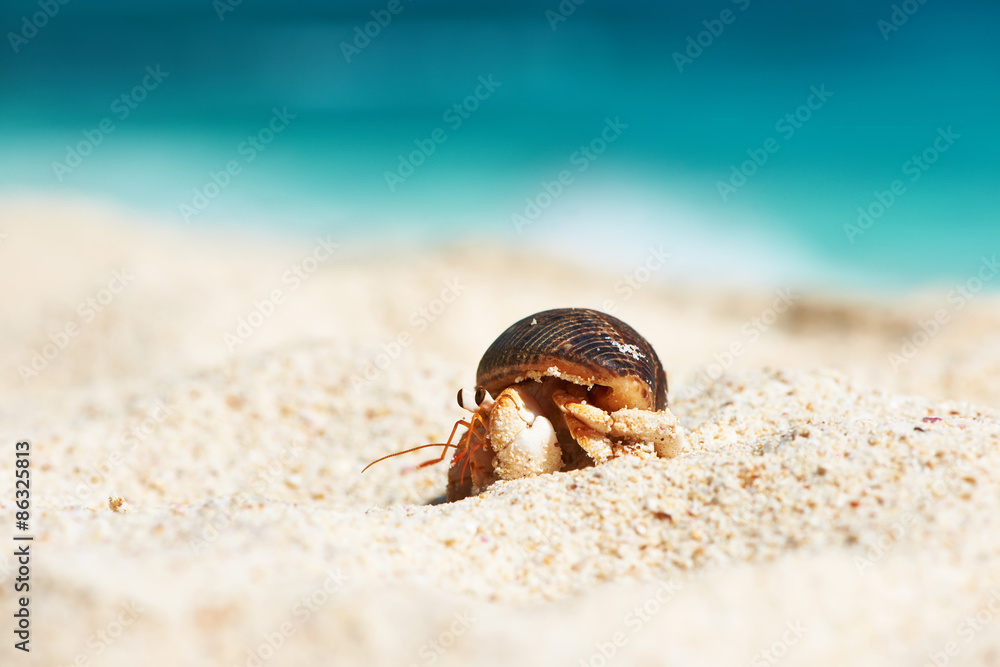 Hermit crab at beach