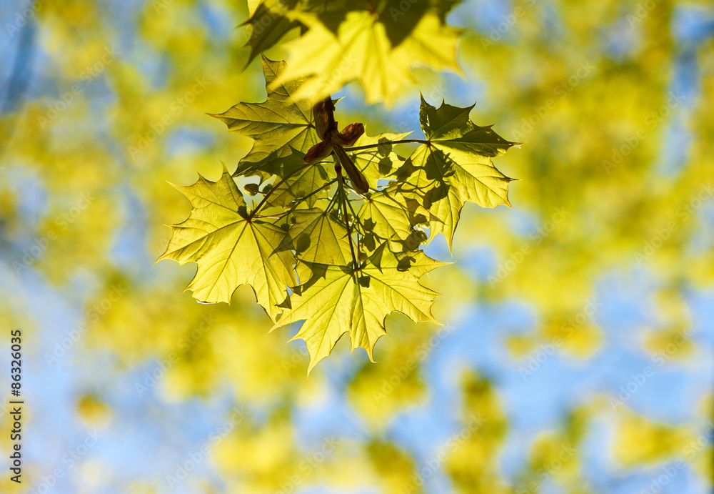 Obraz premium Autumn yellow leaves background