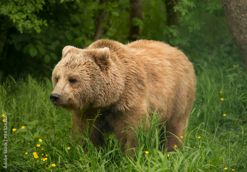 Obraz premium Der BÄRENWALD Müritz bietet Bären aus schlechter Haltung ein tiergerechtes Zuhause. In dem insgesamt 16 Hektar großen Freigehege leben derzeit 18 Braunbären. Ein Projekt von VIER PFOTEN. 
