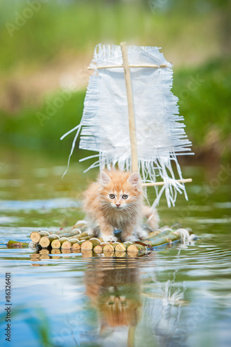 Little kitten floating on a raft photo