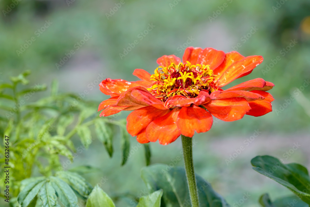Red Zinnia Flower Red Zinnia Flower