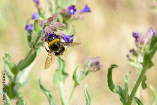 Bee Foraging © Maxal Tamor
