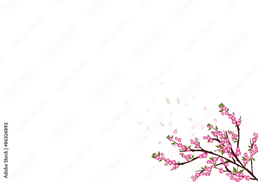 sakura  flowers  blossom on white with copy space , sakura frame