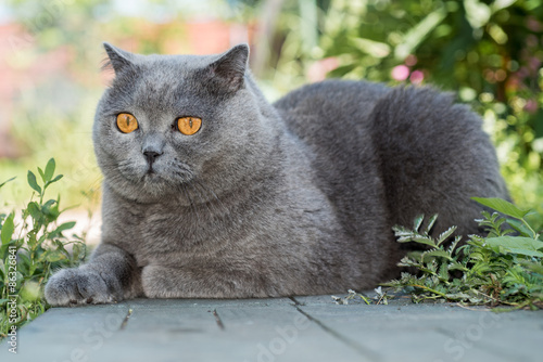 Grey british cat lying in the green grass, elegant cat