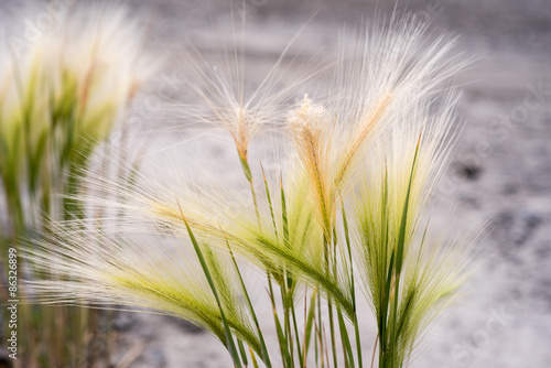 Green grass background