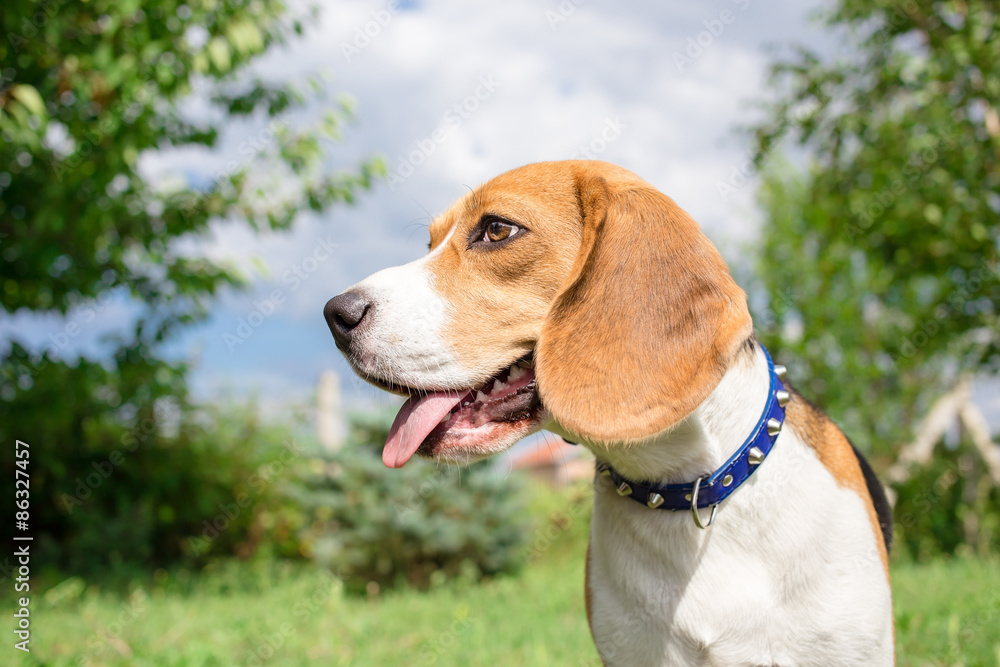 Beagle puppy close up portrait