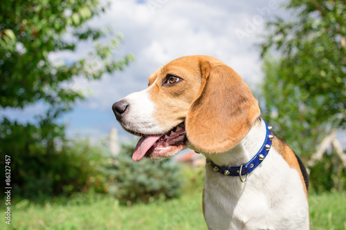 Beagle puppy close up portrait © Lunja