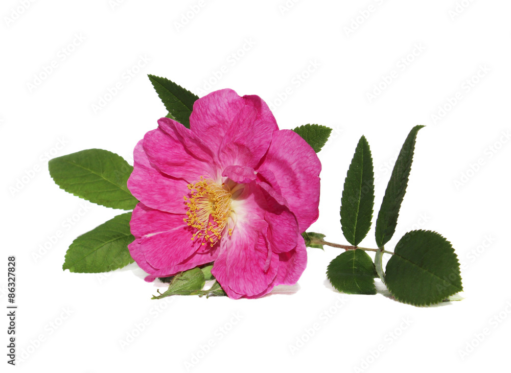 Rosa pendulina Rosa pendulina