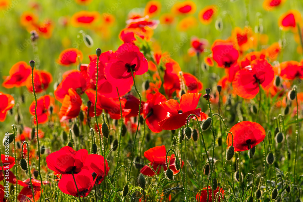 Fototapeta premium red poppy field