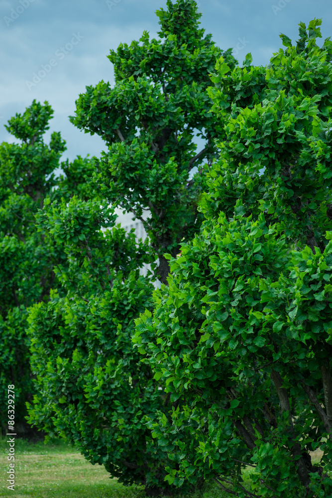 Huge dark green bush over the stormy clouds background