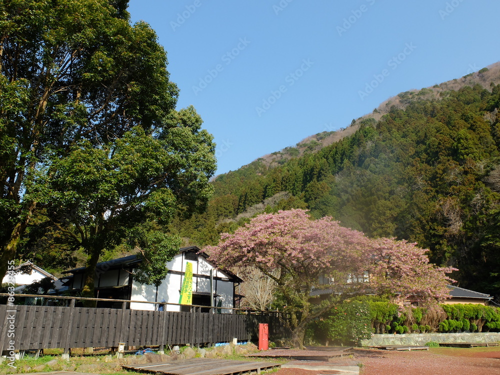 河津桜 桜 春 河津桜 桜 春