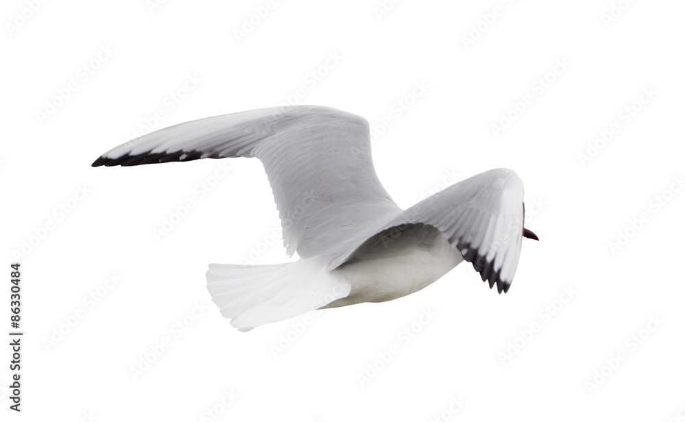 Obraz premium black-headed gull flying away