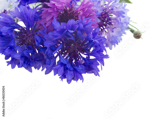 Blue cornflowers