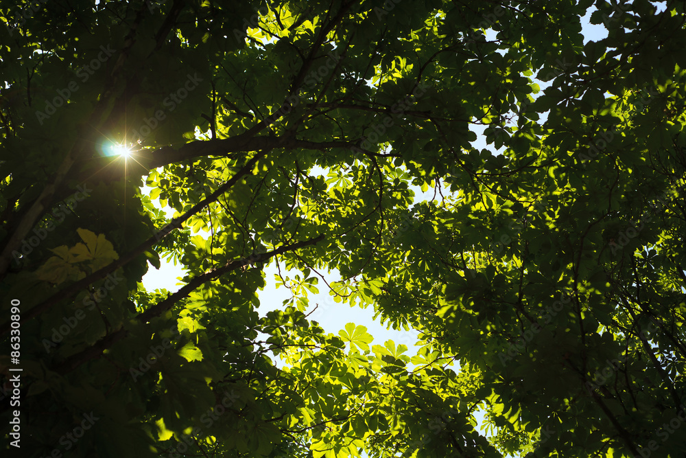 Fototapeta premium The sun's rays shine through the trees