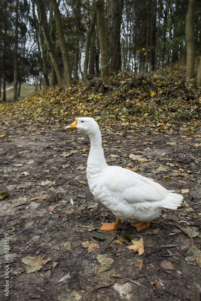 Goose on the footpath, park Shevchenko, Ukraine Goose on the footpath, park Shevchenko, Ukraine