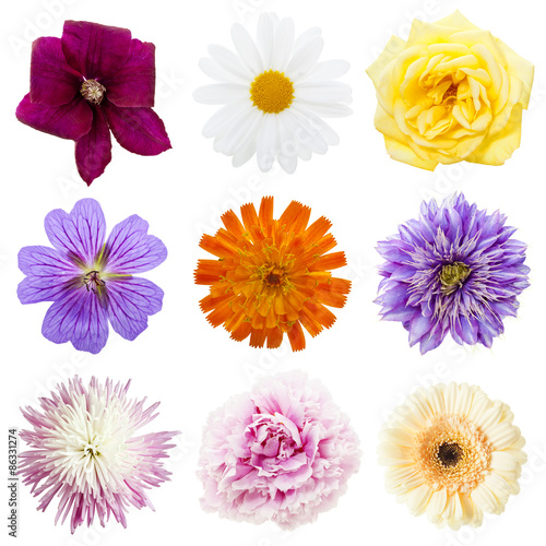 Fototapeta Naklejka Na Ścianę i Meble -  Collection of multicolored flower heads isolated on white background