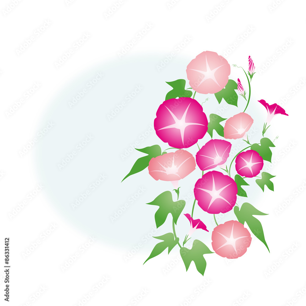 朝顔 02 あさがお アサガオ 夏イメージ ピンク 赤紫 Stock Vector Adobe Stock