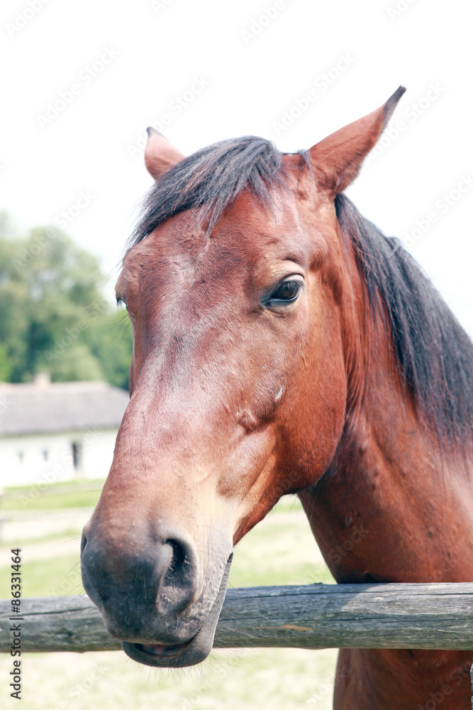 Obraz premium Лошадь в конюшне