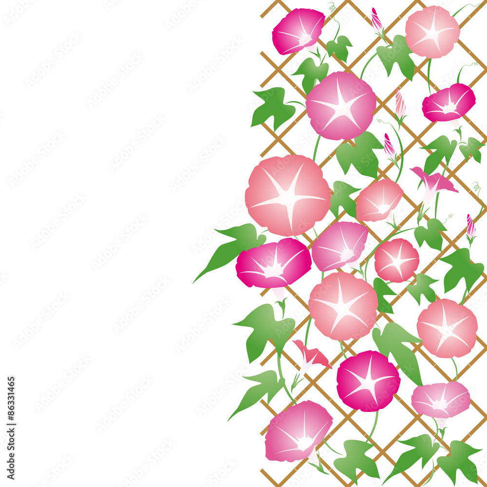 朝顔 05 あさがお アサガオ 夏イメージ ピンク 赤紫 Stock Vector Adobe Stock 朝顔 05 あさがお アサガオ 夏イメージ ピンク 赤紫 Stock Vector Adobe Stock