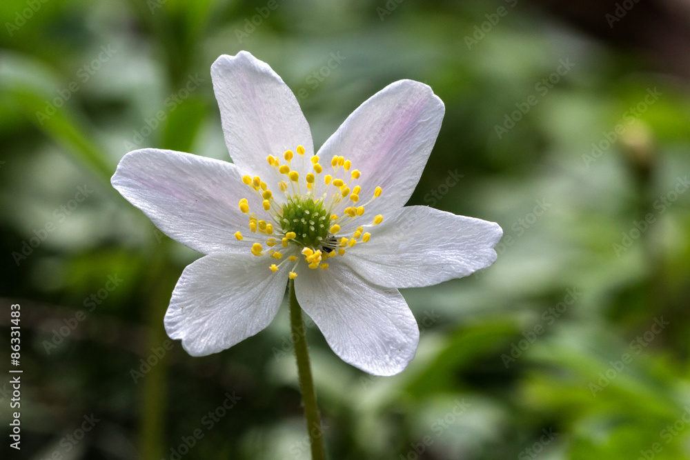 Anemones Anemones