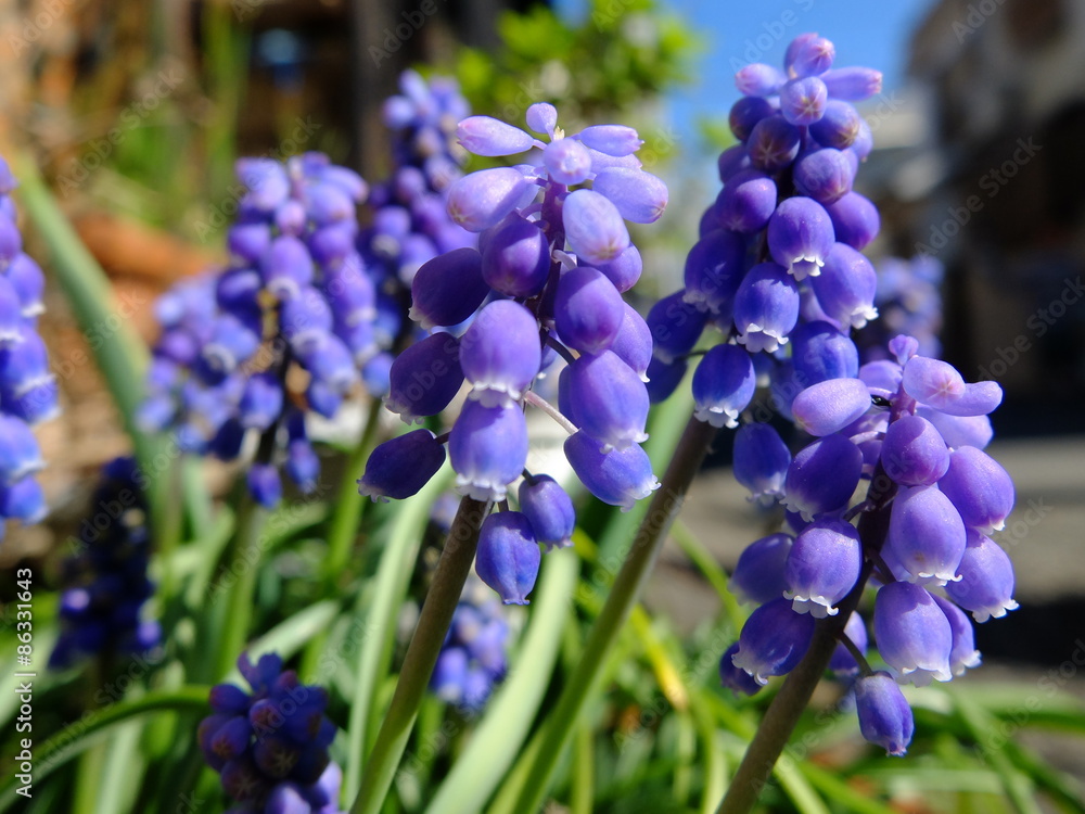 ムスカリ　紫　春の花