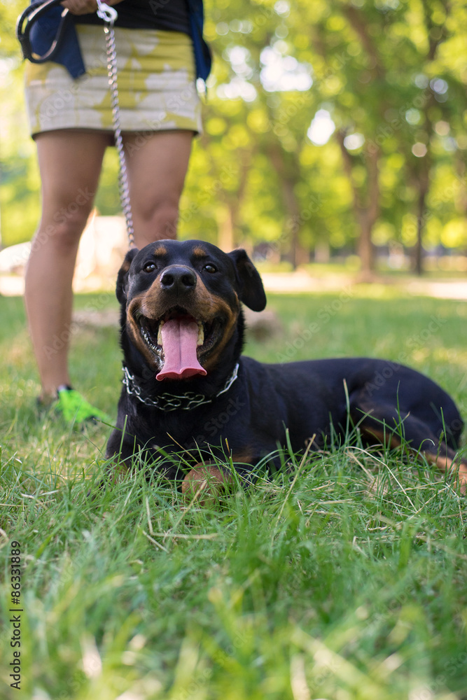 Rottweiler are walking in the park Rottweiler are walking in the park