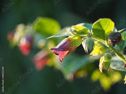 Schwarze Tollkirsche (Atropa belladonna) Standort: Schönbuch