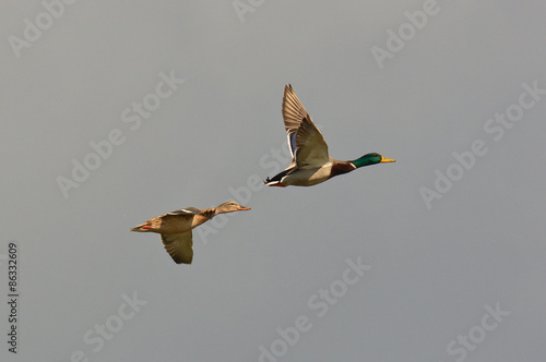 coppia di anatre selvatiche (Anas platyrhinchos)  in volo photo