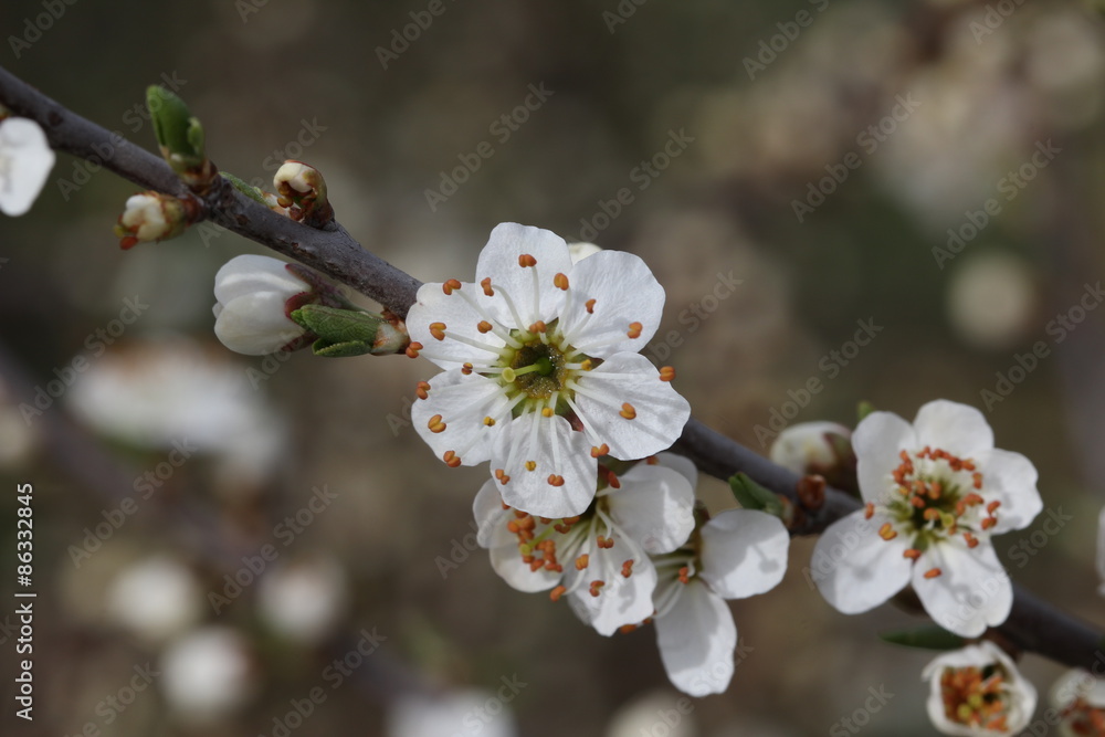 Spring flowering / Spring flowering of fruit trees Spring flowering / Spring flowering of fruit trees
