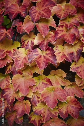 Autumn maple leaf 