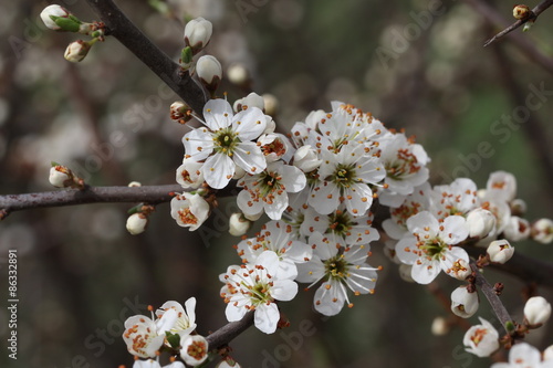 Spring flowering / Spring flowering of fruit trees