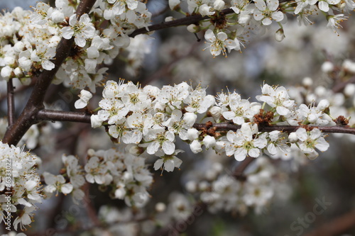 Spring flowering / Spring flowering of fruit trees