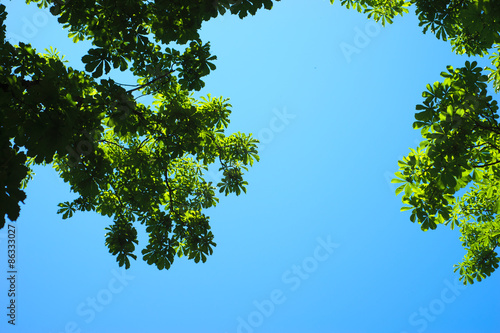 background of green foliage and blue sky