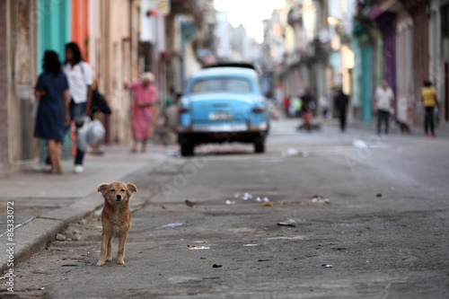 A dog on the street in Havana