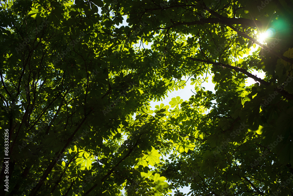 Fototapeta premium The sun's rays shine through the trees
