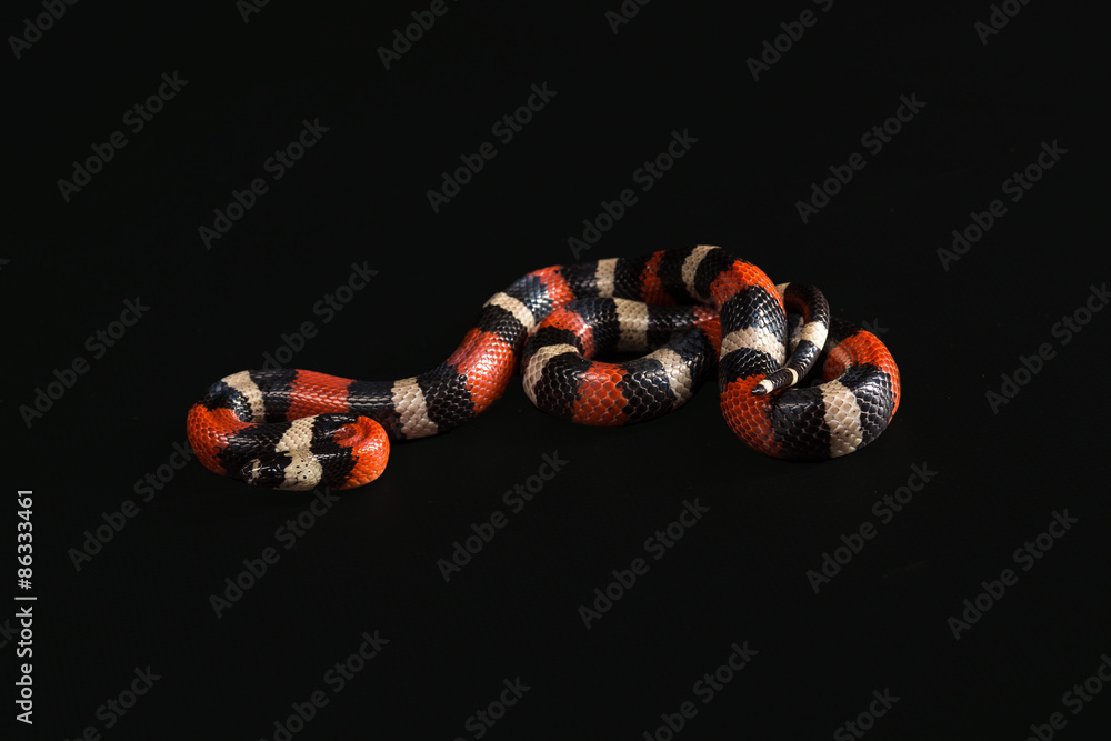 Naklejka premium Pueblan milk snake 