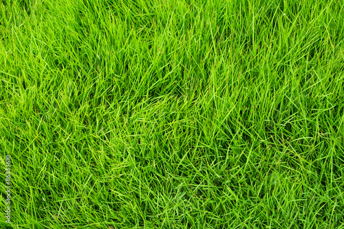 Greem grass background