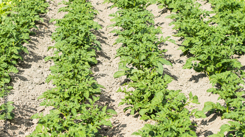 Field of the planted potato