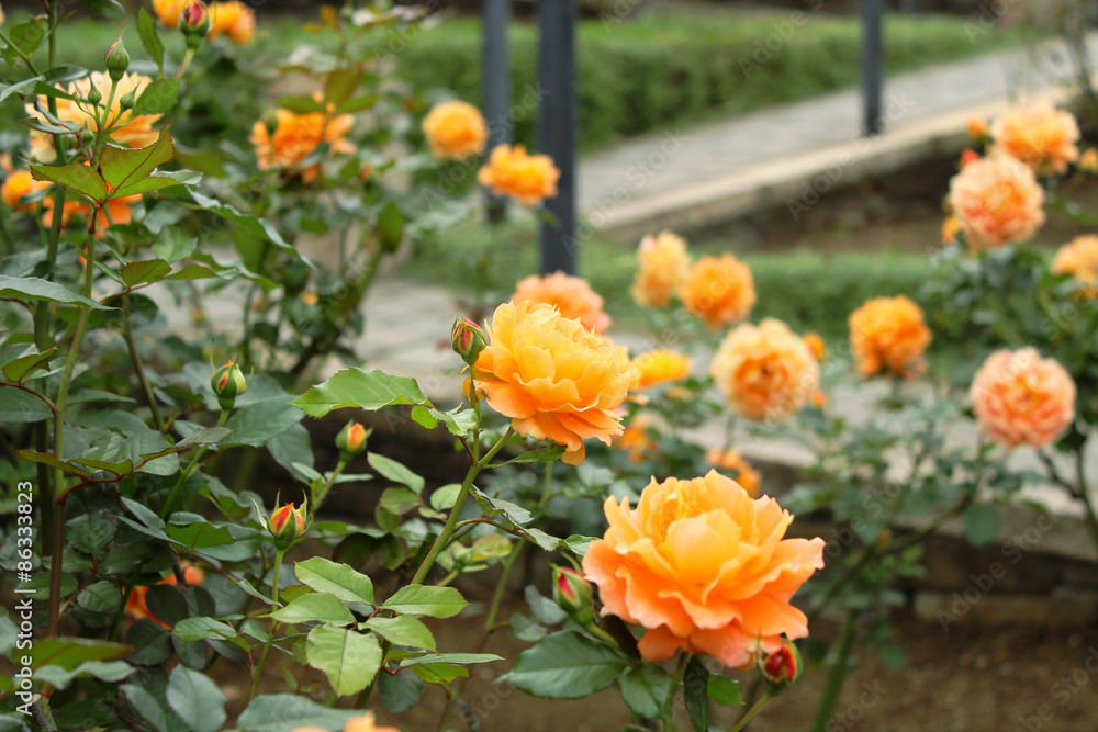 オレンジ色に咲き誇る万葉という品種の薔薇 オレンジ色に咲き誇る万葉という品種の薔薇